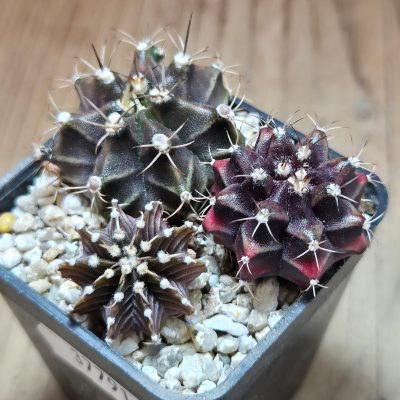 VVG37791 Gymnocalycium  mihanovichii+ friedrichii hybrid mix 3 plants seedling