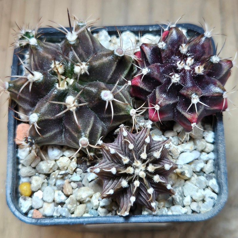 VVG37791 Gymnocalycium mihanovichii+ friedrichii hybrid mix 3 plants seedling - Image 2