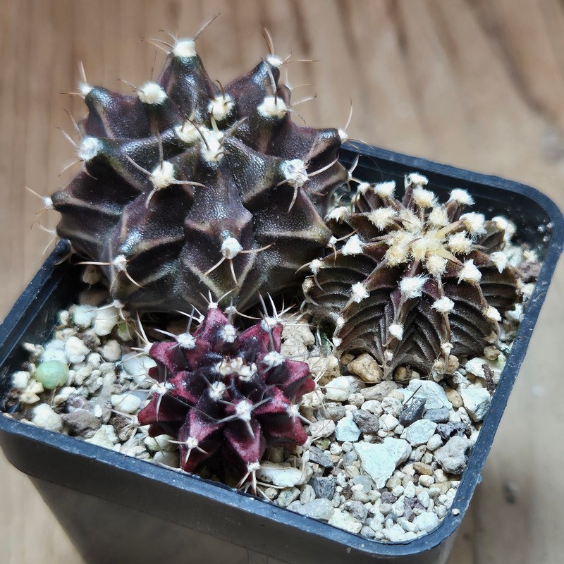 VVG37792 Gymnocalycium mihanovichii+ friedrichii hybrid mix 3 plants seedling