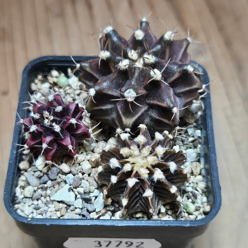 VVG37792 Gymnocalycium mihanovichii+ friedrichii hybrid mix 3 plants seedling - Image 2