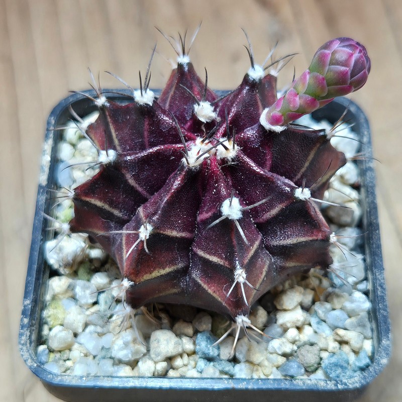VVG37793 Gymnocalycium mihanovichii 'Hibotan Purple' seedling