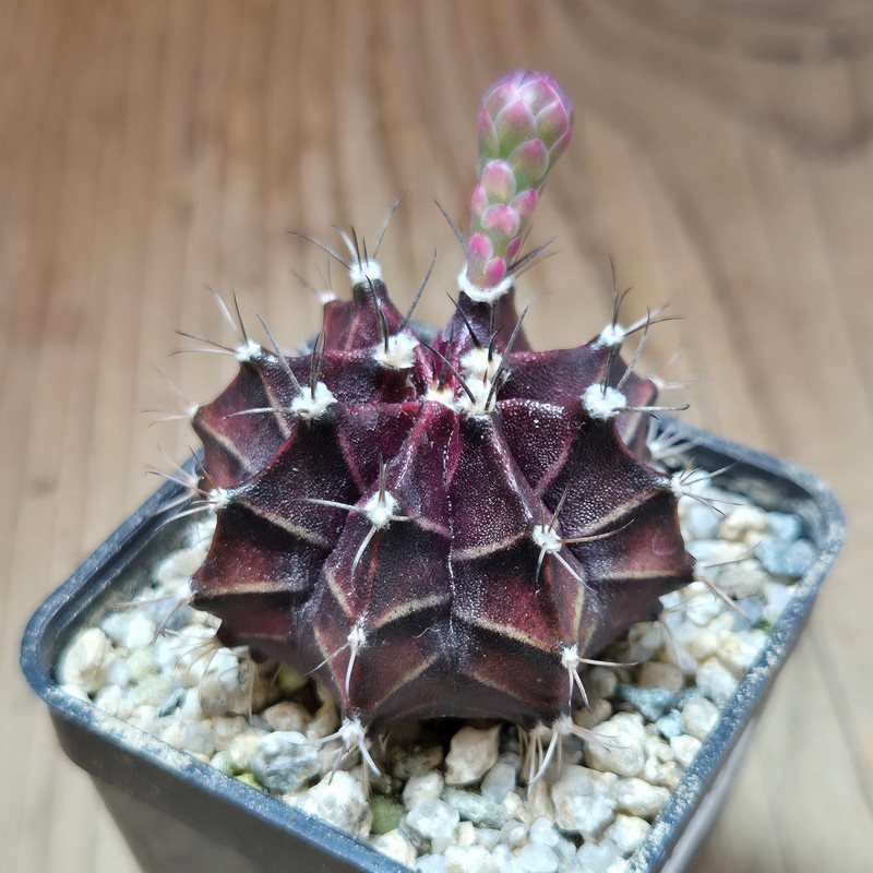 VVG37793 Gymnocalycium mihanovichii 'Hibotan Purple' seedling - Image 2