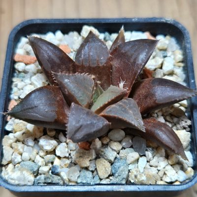 VVG37794 Haworthia mirabilis v.mundula SH