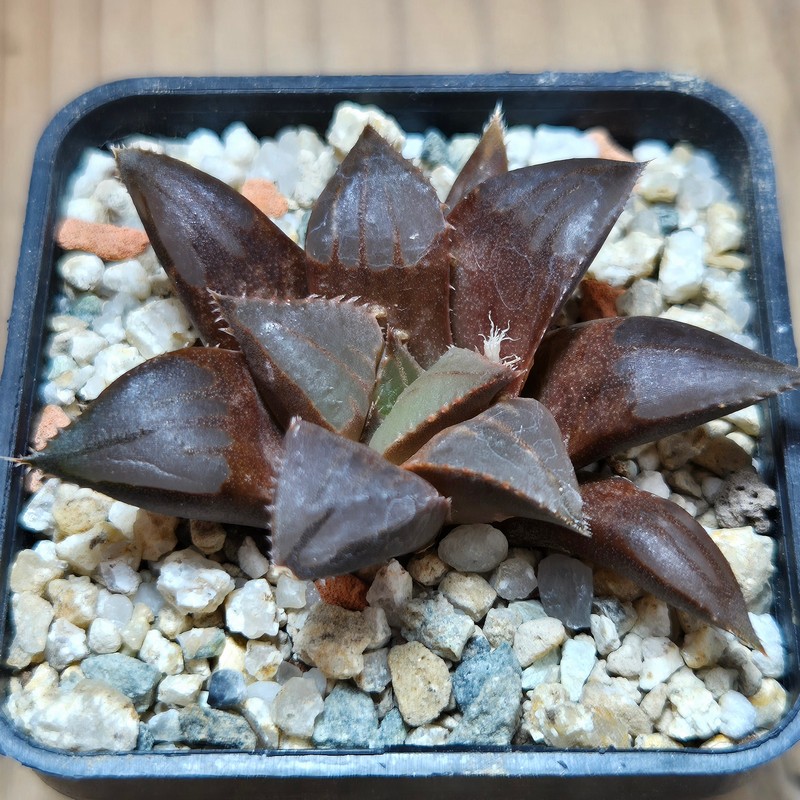 VVG37794 Haworthia mirabilis v.mundula SH