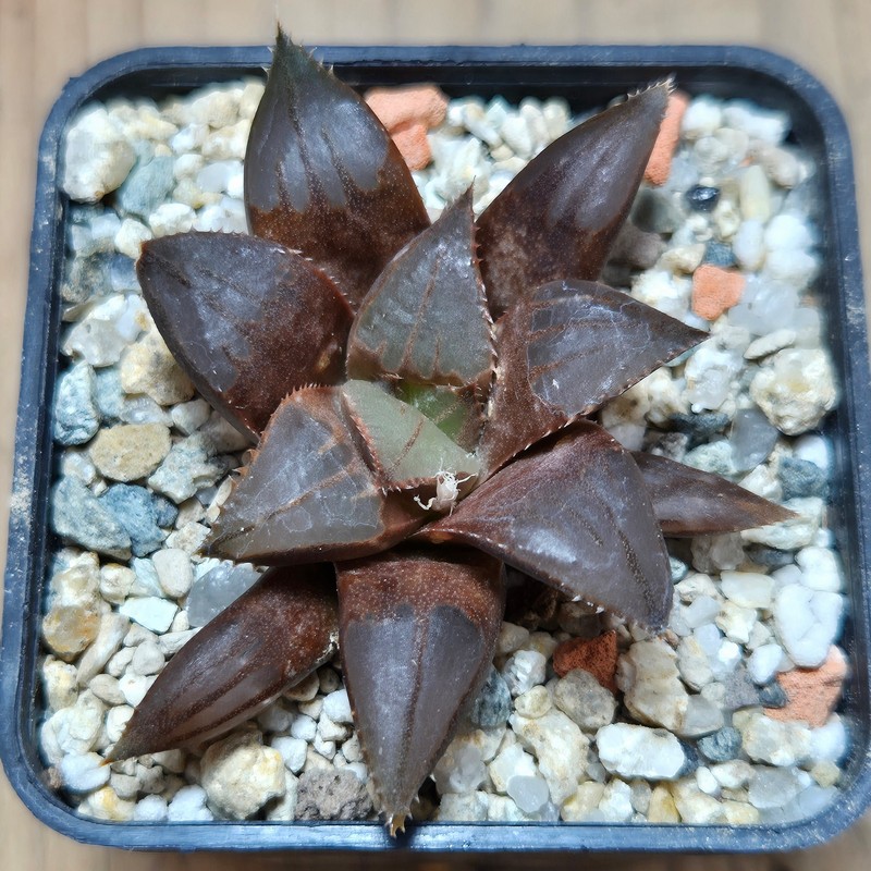 VVG37794 Haworthia mirabilis v.mundula SH - Image 2