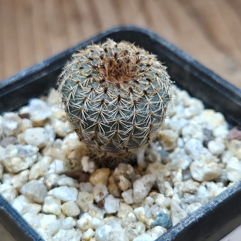 VVG37795 Frailea tenuissima PR66 seedling