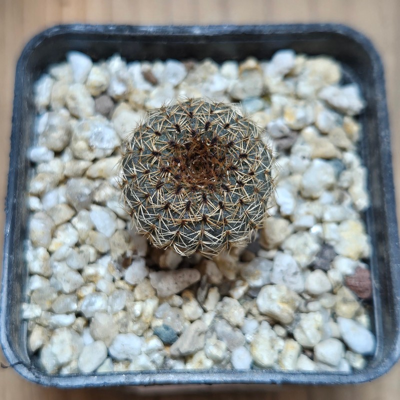 VVG37795 Frailea tenuissima PR66 seedling - Image 2