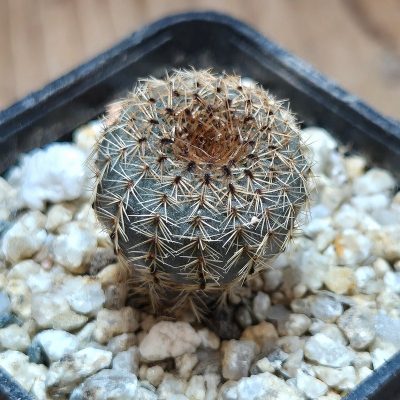 VVG37796 Frailea tenuissima PR66  seedling