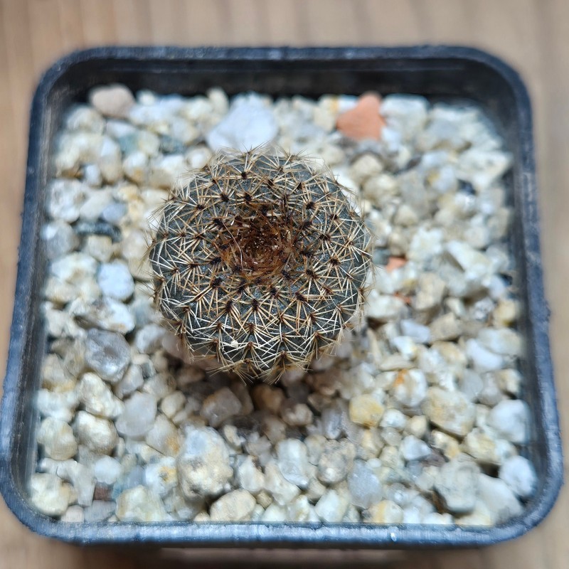 VVG37796 Frailea tenuissima PR66 seedling - Image 2