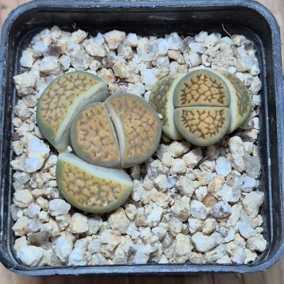 VVG38261  Lithops hallii seedling 2 plants