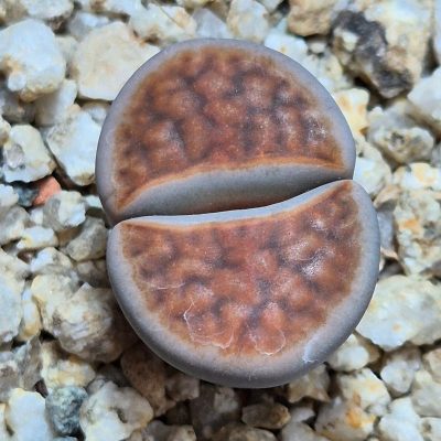 VVG38264  Lithops karasmontana -Grunau-