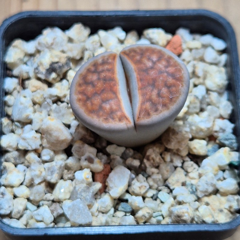 VVG38264 Lithops karasmontana -Grunau- - Image 2