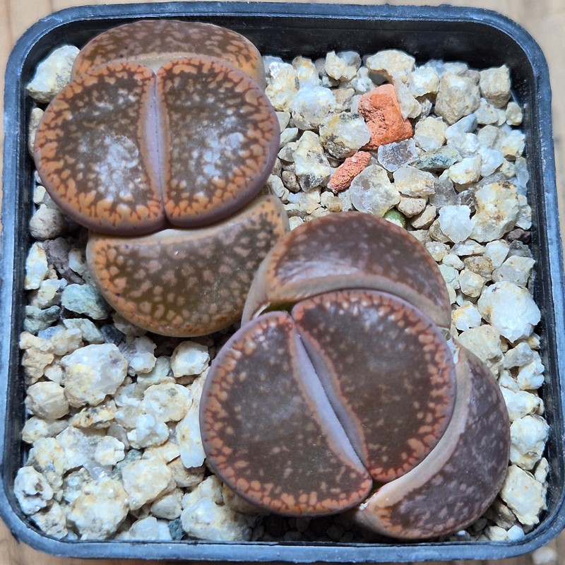 VVG38266 Lithops aucampiae -Danielskuil- L2-9 2 plants seedling