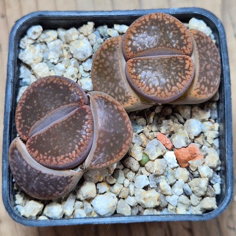 VVG38266 Lithops aucampiae -Danielskuil- L2-9 2 plants seedling - Image 2