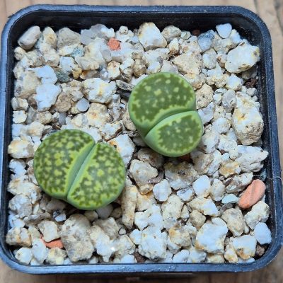 VVG38267 Lithops julii v. fulleri ‘Fullergreen’ 2 plants seedling
