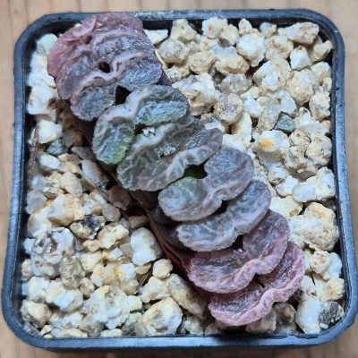 VVG38269 Haworthia truncata -Japan- seedling
