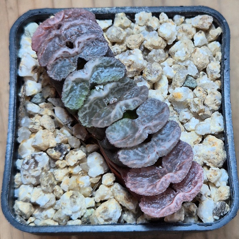VVG38269 Haworthia truncata -Japan- seedling