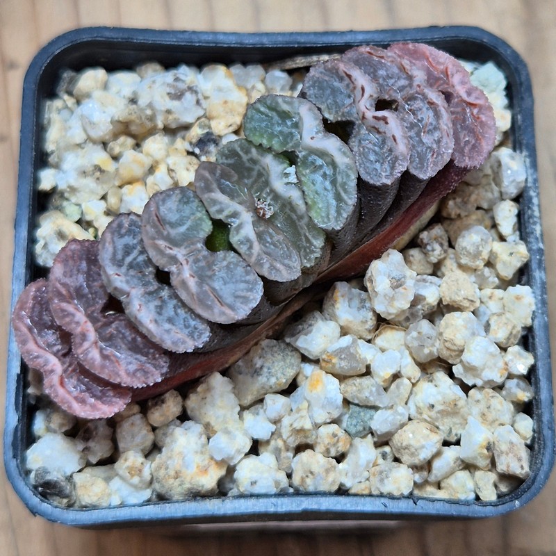 VVG38269 Haworthia truncata -Japan- seedling - Image 2