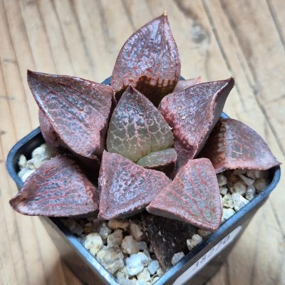 VVG38270 Haworthia comptoniana hybrid seedling