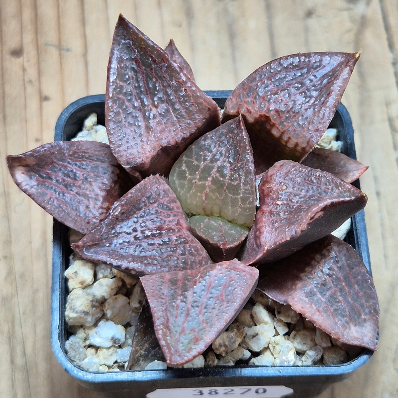 VVG38270 Haworthia comptoniana hybrid seedling - Image 2