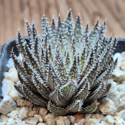 VVG38271 Haworthia herbacea -25 km NW Villersdorp- seedling