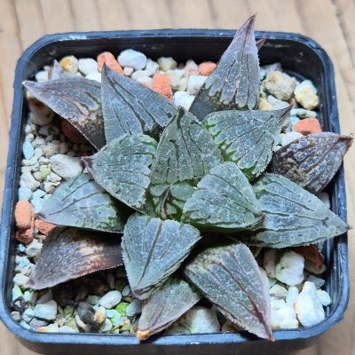VVG38272 Haworthia 'Sofia' x 'Yulia' seedling