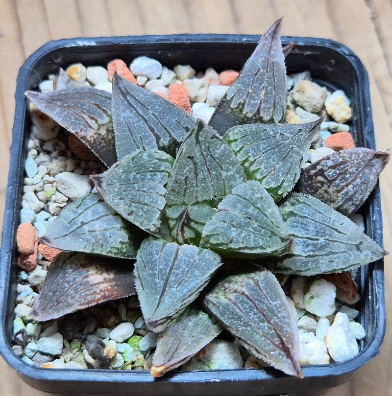 VVG38272 Haworthia 'Sofia' x 'Yulia' seedling