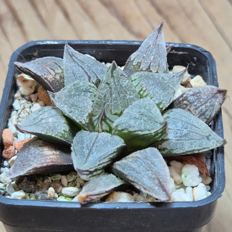 VVG38272 Haworthia 'Sofia' x 'Yulia' seedling - Image 2