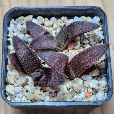 VVG38273 Haworthia koelmaniorum 3 plants seedling