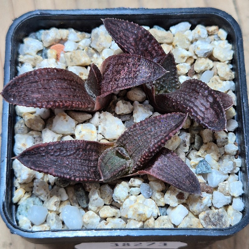 VVG38273 Haworthia koelmaniorum 3 plants seedling - Image 2