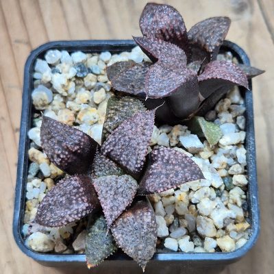 VVG38274 Haworthia magnifica v.splendens -Dekriet Road- seedling 2 plants