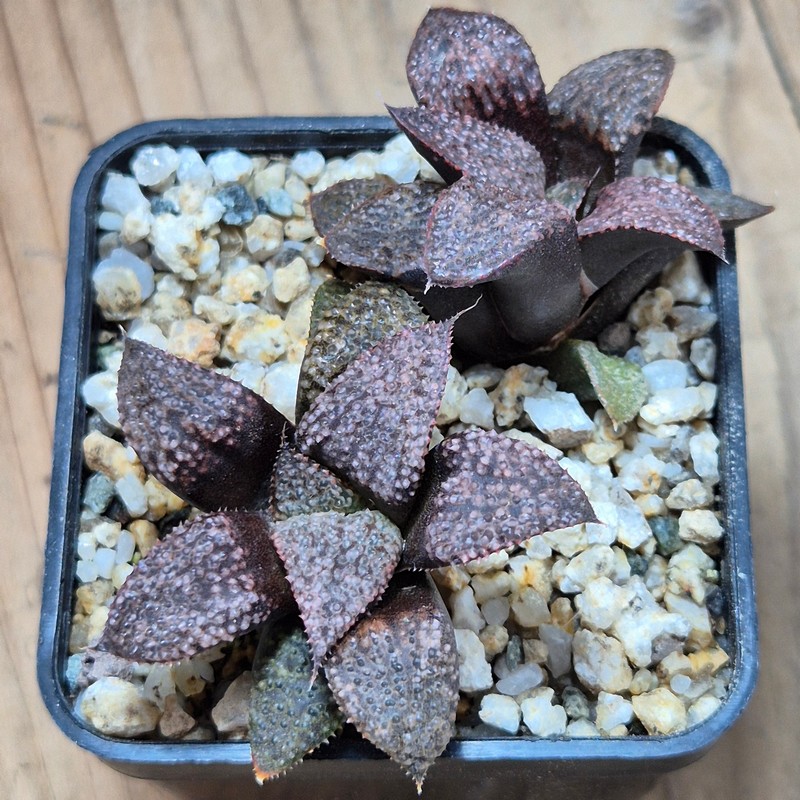 VVG38274 Haworthia magnifica v.splendens -Dekriet Road- seedling 2 plants