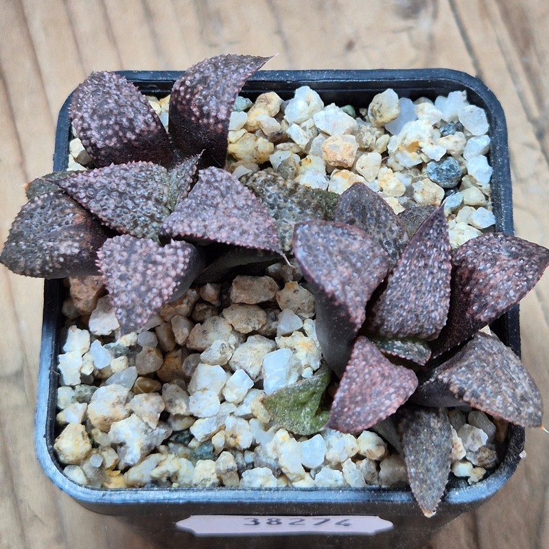 VVG38274 Haworthia magnifica v.splendens -Dekriet Road- seedling 2 plants - Image 2
