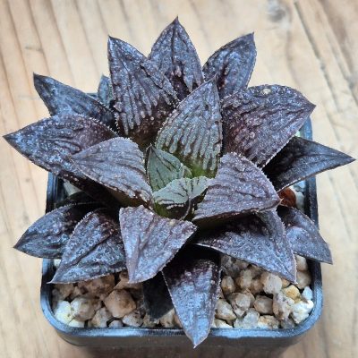 VVG38275 Haworthia 'Black Major' hybrid F2 seedling