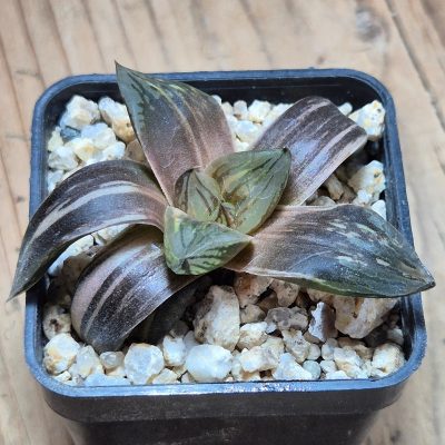 VVG38276 Haworthia obtusa hybrid f.variegata RU-2