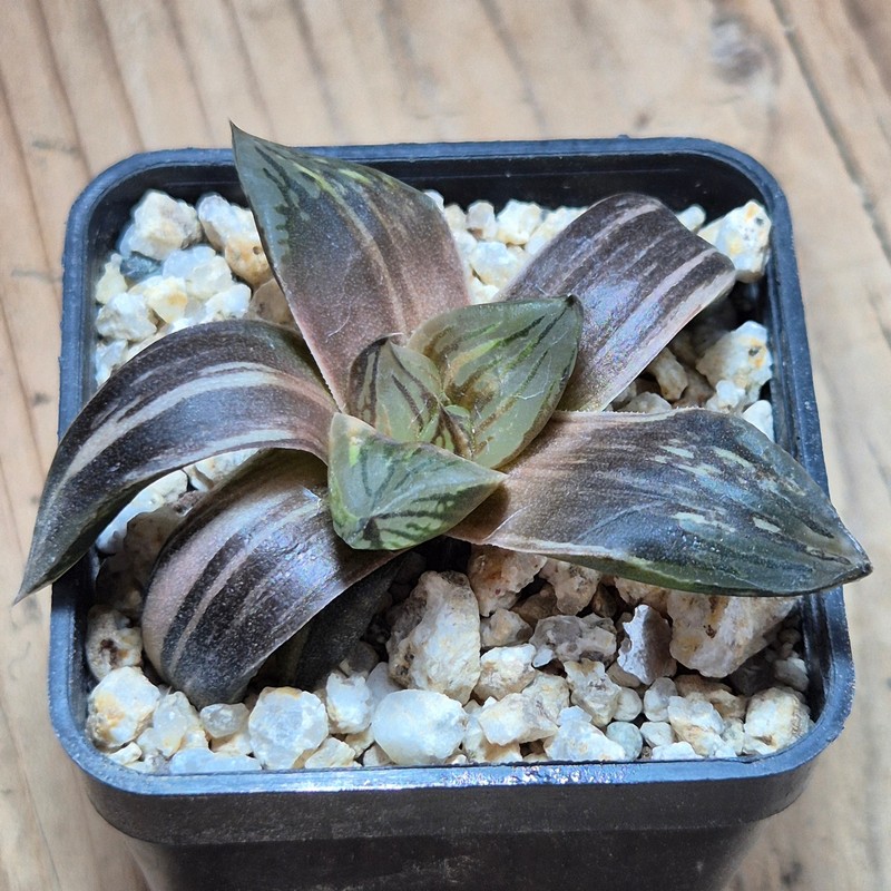 VVG38276 Haworthia obtusa hybrid f.variegata RU-2