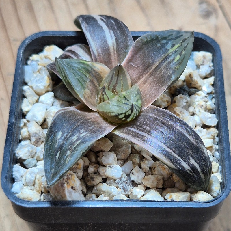 VVG38276 Haworthia obtusa hybrid f.variegata RU-2 - Image 2