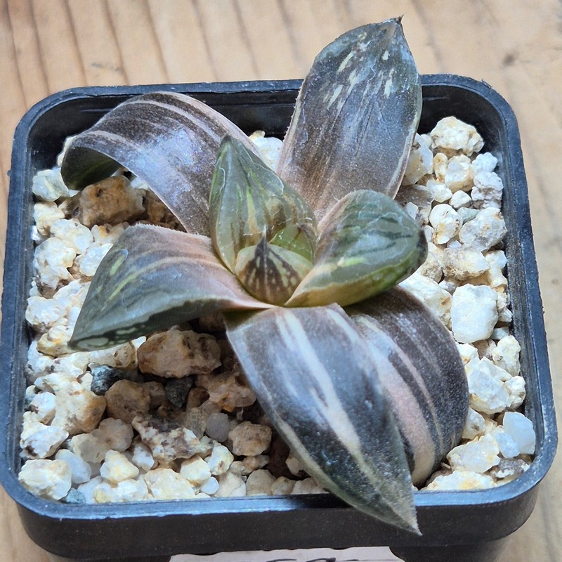 VVG38276 Haworthia obtusa hybrid f.variegata RU-2 - Image 3