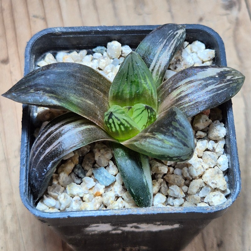 VVG38277 Haworthia obtusa hybrid f.variegata RU-2