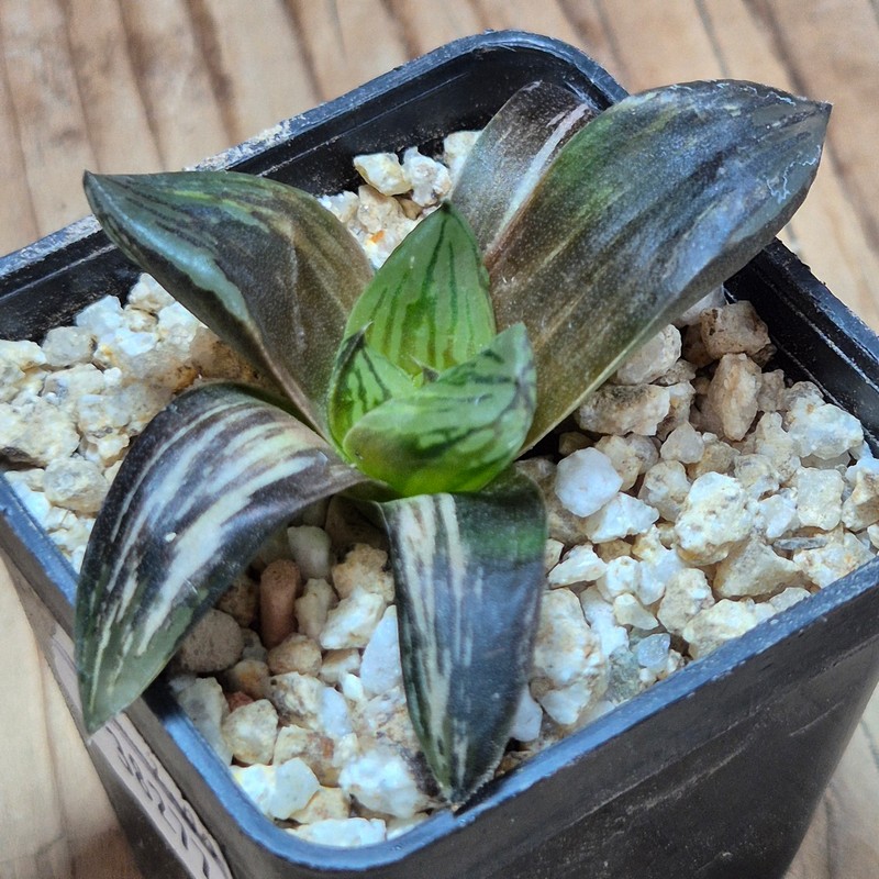 VVG38277 Haworthia obtusa hybrid f.variegata RU-2 - Image 2