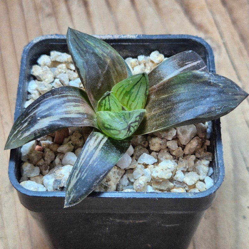 VVG38277 Haworthia obtusa hybrid f.variegata RU-2 - Image 3