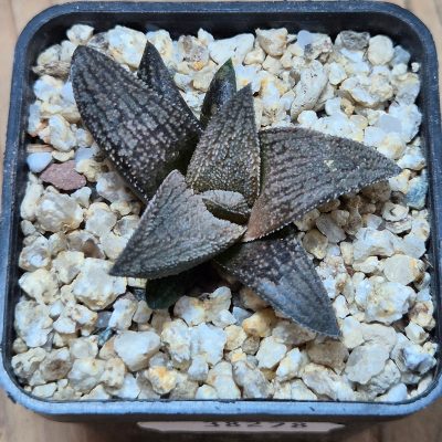 VVG38278 Haworthia ‘Sulphur’ cutting