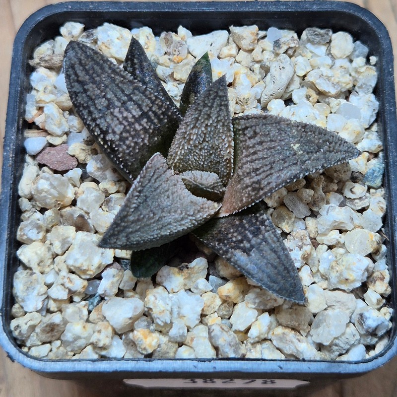 VVG38278 Haworthia ‘Sulphur’ cutting