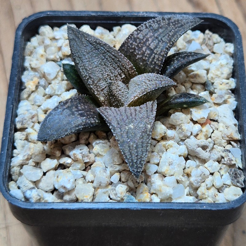 VVG38278 Haworthia ‘Sulphur’ cutting - Image 2