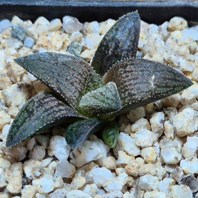 VVG38279 Haworthia ‘Sulphur’ cutting