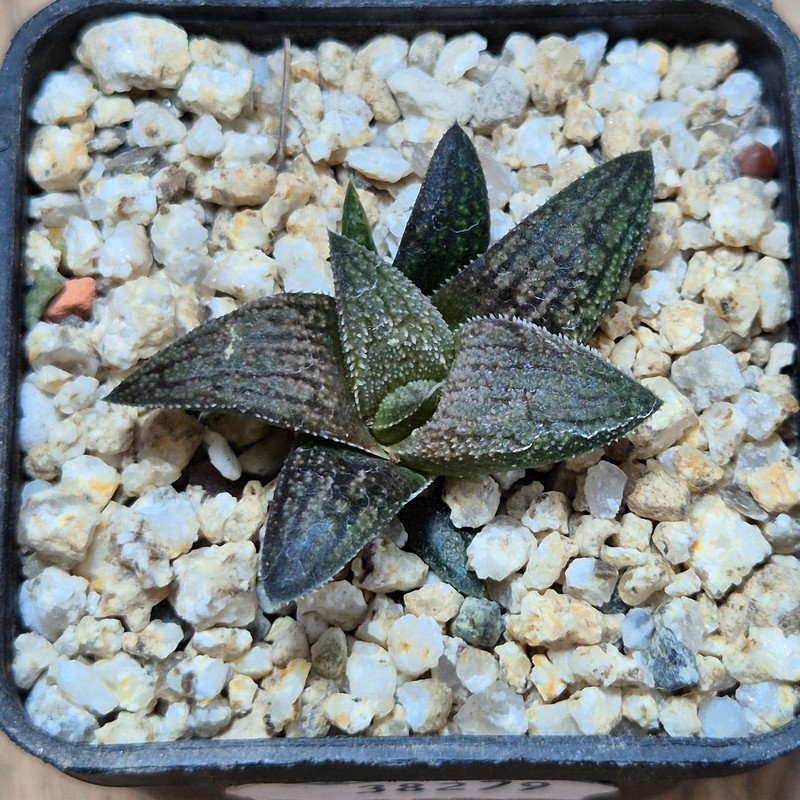 VVG38279 Haworthia ‘Sulphur’ cutting - Image 2