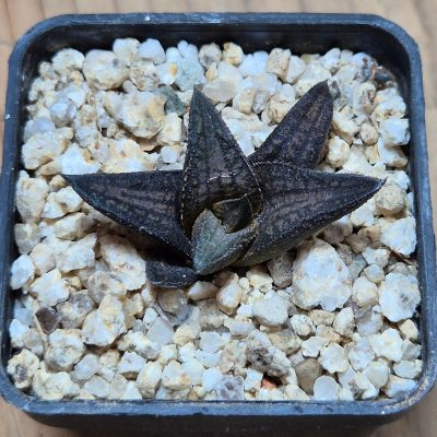 VVG38280 Haworthia ‘Sugriva’  cutting