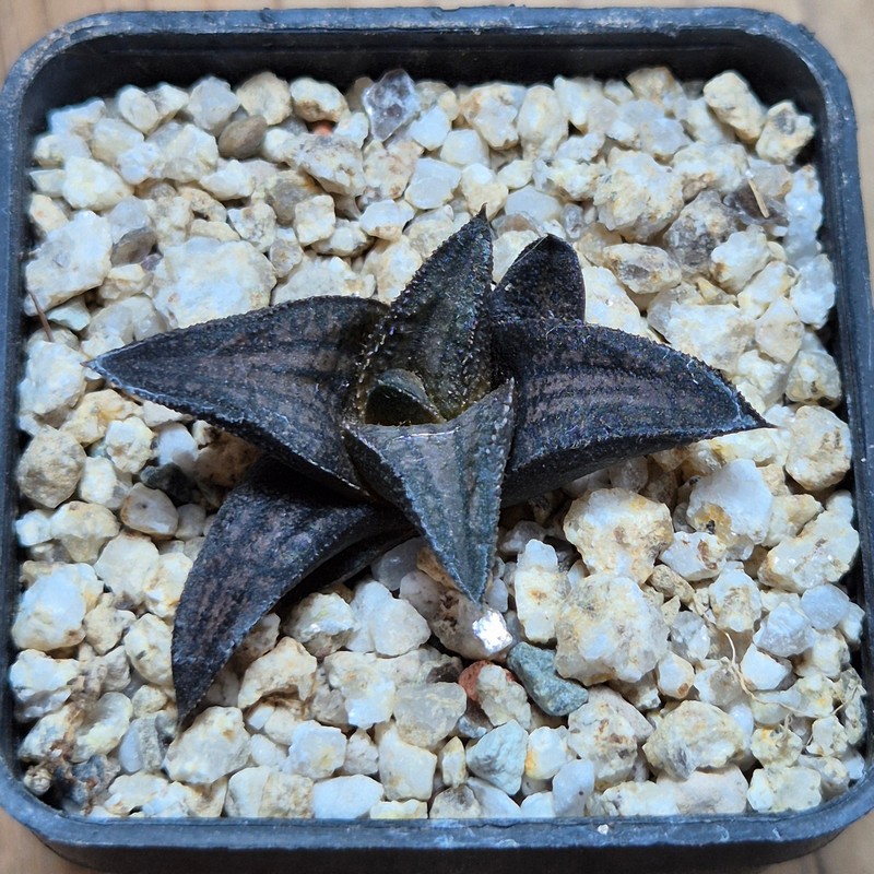 VVG38280 Haworthia ‘Sugriva’ cutting - Image 2
