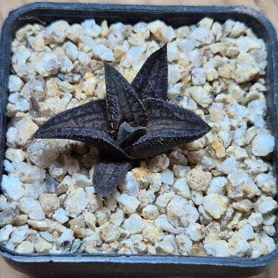 VVG38281 Haworthia ‘Sugriva’  cutting