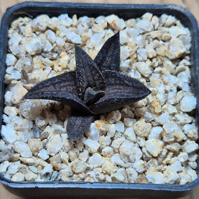 VVG38281 Haworthia ‘Sugriva’ cutting